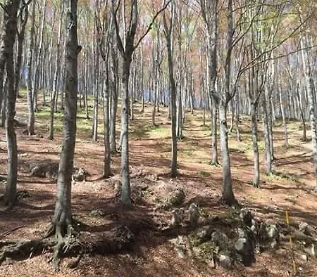 Masseria Del Ponte منزل ريفي *